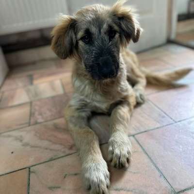Tierschutzhunde suchen ein Zuhause-Beitrag-Bild