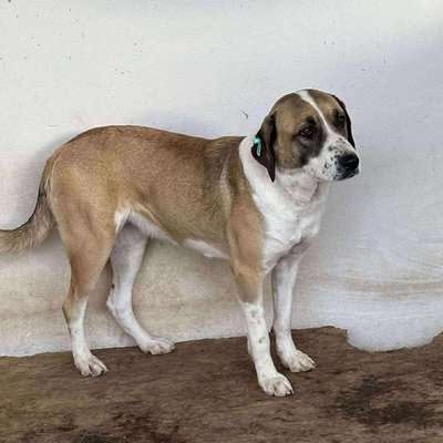 Tierschutzhunde suchen ein Zuhause-Beitrag-Bild