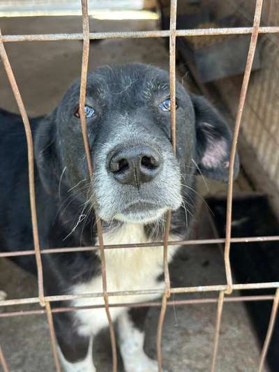 Tierschutzhunde suchen ein Zuhause-Beitrag-Bild