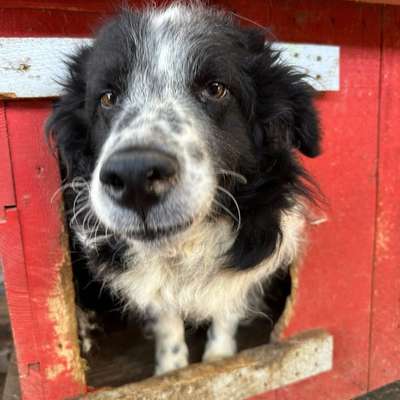 Tierschutzhunde suchen ein Zuhause-Beitrag-Bild