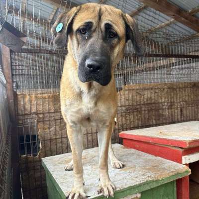 Tierschutzhunde suchen ein Zuhause-Beitrag-Bild