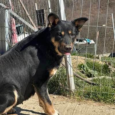 Tierschutzhunde suchen ein Zuhause-Beitrag-Bild
