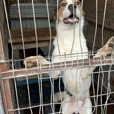 Tierschutzhunde suchen ein Zuhause-Beitrag-Bild