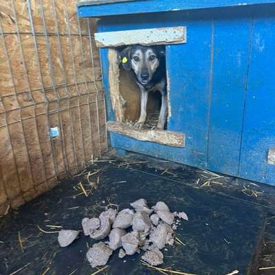 Tierschutzhunde suchen ein Zuhause-Beitrag-Bild