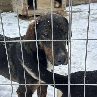 Tierschutzhunde suchen ein Zuhause-Beitrag-Bild