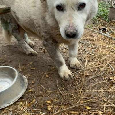 Tierschutzhunde suchen ein Zuhause-Beitrag-Bild