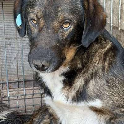 Tierschutzhunde suchen ein Zuhause-Beitrag-Bild