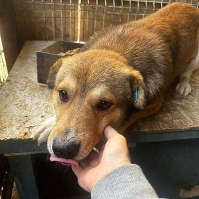 Tierschutzhunde suchen ein Zuhause-Beitrag-Bild