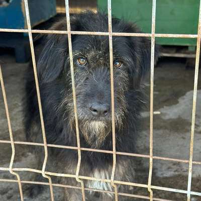Tierschutzhunde suchen ein Zuhause-Beitrag-Bild