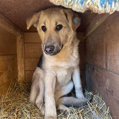 Tierschutzhunde suchen ein Zuhause-Beitrag-Bild