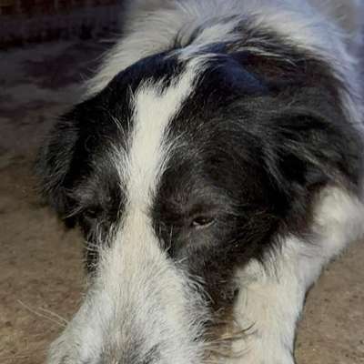 Tierschutzhunde suchen ein Zuhause-Beitrag-Bild