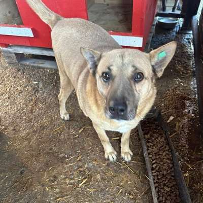 Tierschutzhunde suchen ein Zuhause-Beitrag-Bild