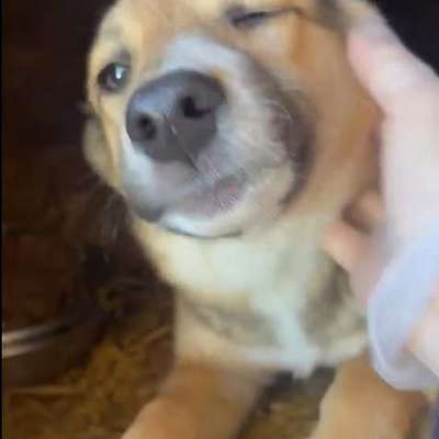 Tierschutzhunde suchen ein Zuhause-Beitrag-Bild