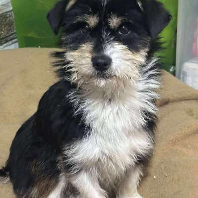 Tierschutzhunde suchen ein Zuhause-Beitrag-Bild