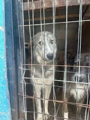 Tierschutzhunde suchen ein Zuhause-Beitrag-Bild