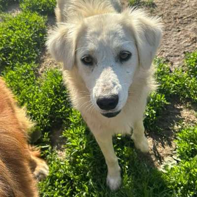 Tierschutzhunde suchen ein Zuhause-Beitrag-Bild