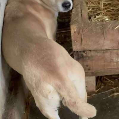 Tierschutzhunde suchen ein Zuhause-Beitrag-Bild