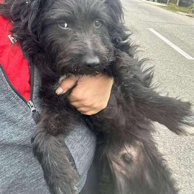 Tierschutzhunde suchen ein Zuhause-Beitrag-Bild