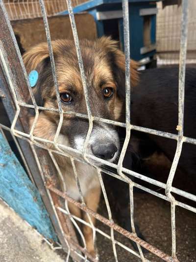 Tierschutzhunde suchen ein Zuhause-Beitrag-Bild