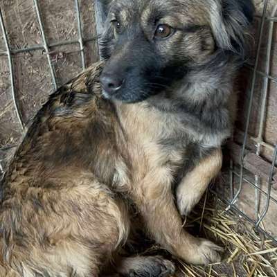 Tierschutzhunde suchen ein Zuhause-Beitrag-Bild