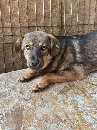 Tierschutzhunde suchen ein Zuhause-Beitrag-Bild