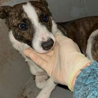 Tierschutzhunde suchen ein Zuhause-Beitrag-Bild