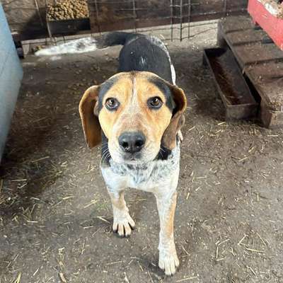 Tierschutzhunde suchen ein Zuhause-Beitrag-Bild