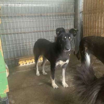 Tierschutzhunde suchen ein Zuhause-Beitrag-Bild