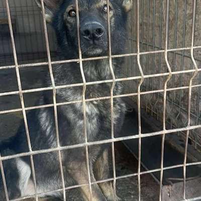 Tierschutzhunde suchen ein Zuhause-Beitrag-Bild