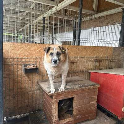 Tierschutzhunde suchen ein Zuhause-Beitrag-Bild