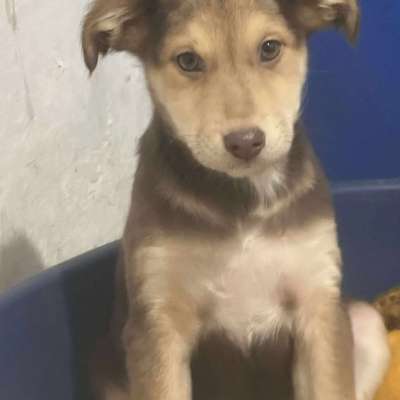 Tierschutzhunde suchen ein Zuhause-Beitrag-Bild