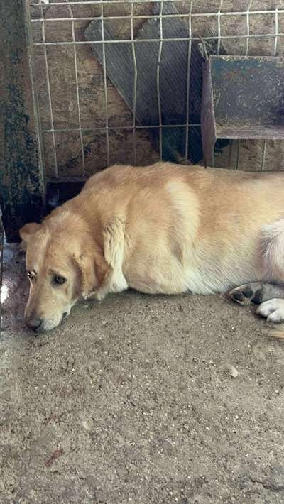 Tierschutzhunde suchen ein Zuhause-Beitrag-Bild