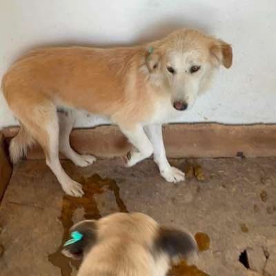 Tierschutzhunde suchen ein Zuhause-Beitrag-Bild