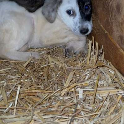 Tierschutzhunde suchen ein Zuhause-Beitrag-Bild