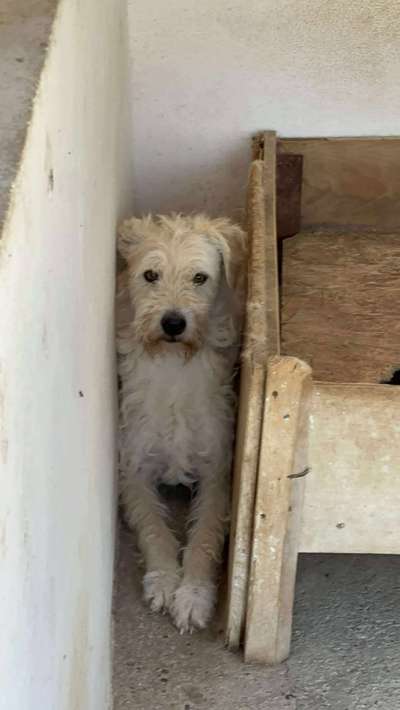 Tierschutzhunde suchen ein Zuhause-Beitrag-Bild