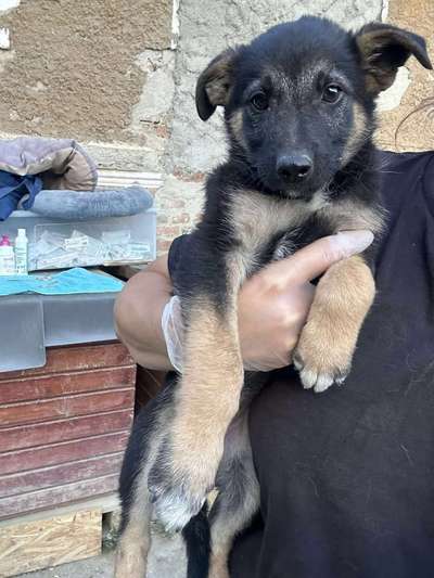 Tierschutzhunde suchen ein Zuhause-Beitrag-Bild