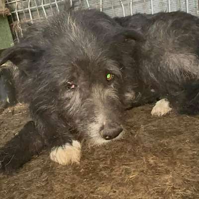 Tierschutzhunde suchen ein Zuhause-Beitrag-Bild