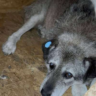 Tierschutzhunde suchen ein Zuhause-Beitrag-Bild