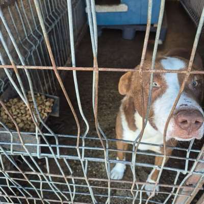 Tierschutzhunde suchen ein Zuhause-Beitrag-Bild