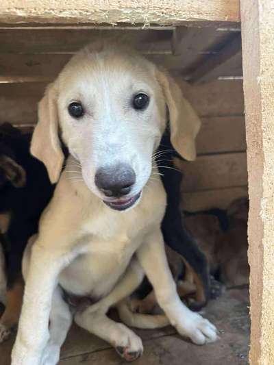 Tierschutzhunde suchen ein Zuhause-Beitrag-Bild