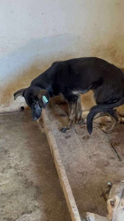 Tierschutzhunde suchen ein Zuhause-Beitrag-Bild