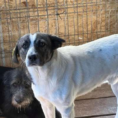 Tierschutzhunde suchen ein Zuhause-Beitrag-Bild
