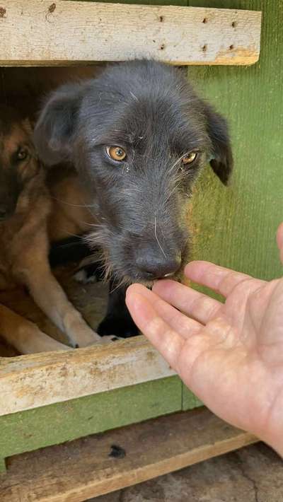 Tierschutzhunde suchen ein Zuhause-Beitrag-Bild