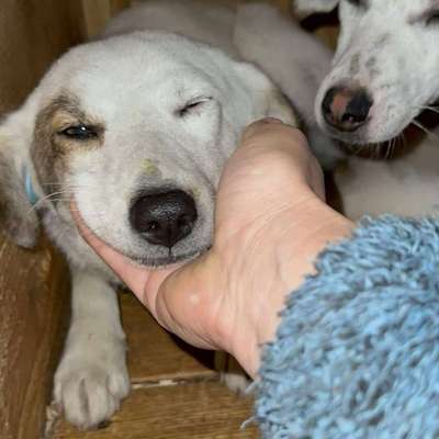 Tierschutzhunde suchen ein Zuhause-Beitrag-Bild