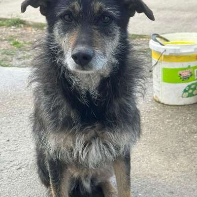 Tierschutzhunde suchen ein Zuhause-Beitrag-Bild