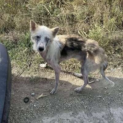 Tierschutzhunde suchen ein Zuhause-Beitrag-Bild