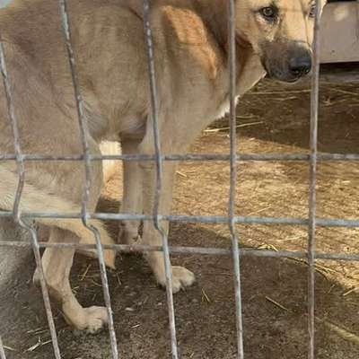 Tierschutzhunde suchen ein Zuhause-Beitrag-Bild