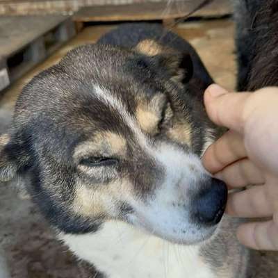 Tierschutzhunde suchen ein Zuhause-Beitrag-Bild