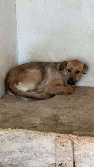 Tierschutzhunde suchen ein Zuhause-Beitrag-Bild