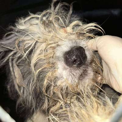 Tierschutzhunde suchen ein Zuhause-Beitrag-Bild